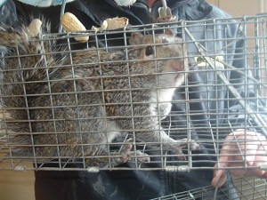 Critter Control of St. Joseph squirrel trapping and removal