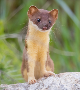 Weasel dropping identification 